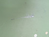 101-120107-7031 Beechcraft King Air Lower Center Wing Skin Assy (New Old Stock)