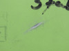 2331059-2 (Alt: 2331059-4-505) LearJet 31A Access Panel