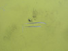 4952101-807 LearJet 31A Pylon Fairing
