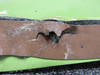 2411567-55 LearJet 31A Floorboard Assembly LH