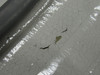 5513066-43 Cessna Citation II 550 Nose Baggage Door Assembly LH