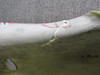 LA53322109 (Use: 2841104-3) Cessna LC41-550FG Main Gear Wheel Pant LH