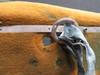D11342 Hawker HS-125 Airscalator Step Assembly