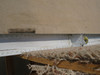 6332000-1 Cessna 525 Citation CJ1 Horizontal Stabilizer Assembly