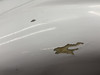 83350-017 Piper PA28-181 Lower Cowling Assembly (Scraped)