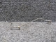 1260435-1 Cessna 210D Rudder Trim Indicator