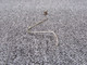 1260434 Cessna 210B Elevator Trim Indicator