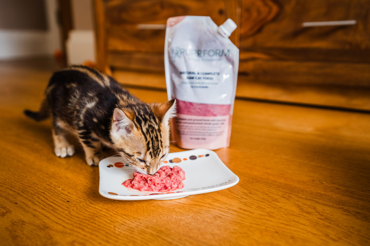 Can Cats Eat Pork Purrform Ltd