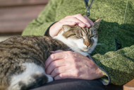 Joint Health and Pain in Senior Cats: When Every Step Becomes a Battle