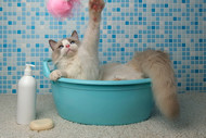 Bathing your cat