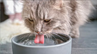 Benefits of Raw Food for Cats, in Relation to Kidney Disease