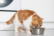 Why Cats Don't Drink Enough Water, and How to Help Them Stay Hydrated. 
