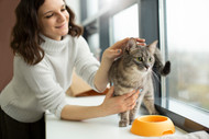 Topical Probiotics for Cats