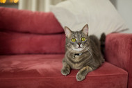Do Cats Really Have Emotions? Understanding Your Cat’s Feelings Beyond Behaviour