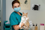 Struvite in Cats: Why Diet and Environment Matter Most)