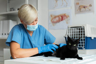 Feline Gastrointestinal Eosinophilic Sclerosing Fibroplasia