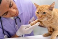 Exotic Diseases In Cats