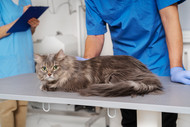 Feline Lymphoma