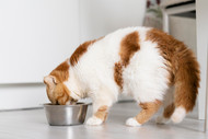 Cats and Carbohydrates: The Hidden Truth in Your Feline’s Bowl