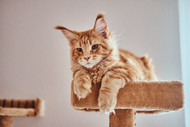 Assessment of Quality of Life in Cats