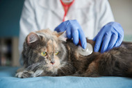 Beyond the "Renal" Label: Why Your Cat's Kidney Health Depends on the Source of Phosphorus, Not Just the Amount