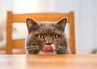 ​Can I Make my own Cat Food?