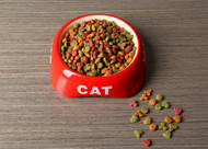 Can I Still Feed my Cat with Dry  Food?