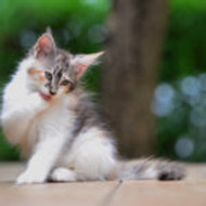 How Do I Help Keep my Pet Healthy?