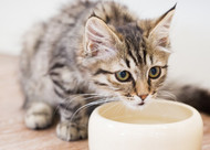 Why Does my Pet Never Drink the Water I Give him?