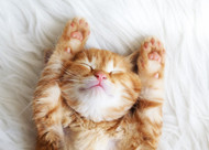  Will Purrform Raw Diet help prevent  UTIs?