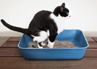 ​Will PurrForm Raw Diet Help with Stool Odour?