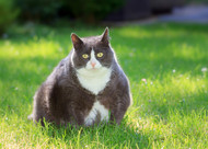 ​Will PurrForm Raw Diet Help with Weight Loss?