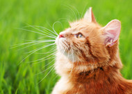 What is taurine and why do cats need it?