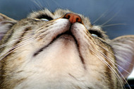 Chin Acne in Cats