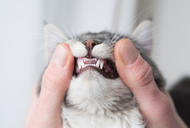 Understanding your cat’s teeth