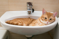  Why do cats love bathrooms?