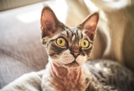 The Silent Burden: How Everyday Life at Home Shapes Your Cat's Emotional World