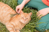 Keeping Your Cat Cool in Hot Weather 