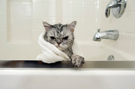 Why do cats hate getting wet?