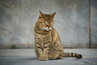 When is a Cat a Senior?