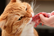​Taurine in Cat's Diet