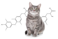 ​Hyperthyroidism in Cats