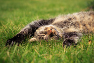 Keeping Cats Healthy and Preventing Cancer - Part 1