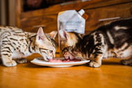 Do You Know the Difference Between a Complete and a Complementary Cat Diet?