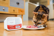 The Benefits of Natural Diets in Cats: Fresh Feeding Compared to Processed Food