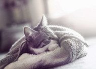 Keeping your cat safe & healthy this Winter