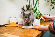 Raw vs Wet vs Dry Food for Senior Cats