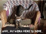 ​CAT SCRATCHING: Tips and Tricks for