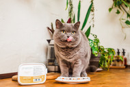 Your Senior Cat Feeding Guide