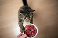 ​Is your cat a picky eater?